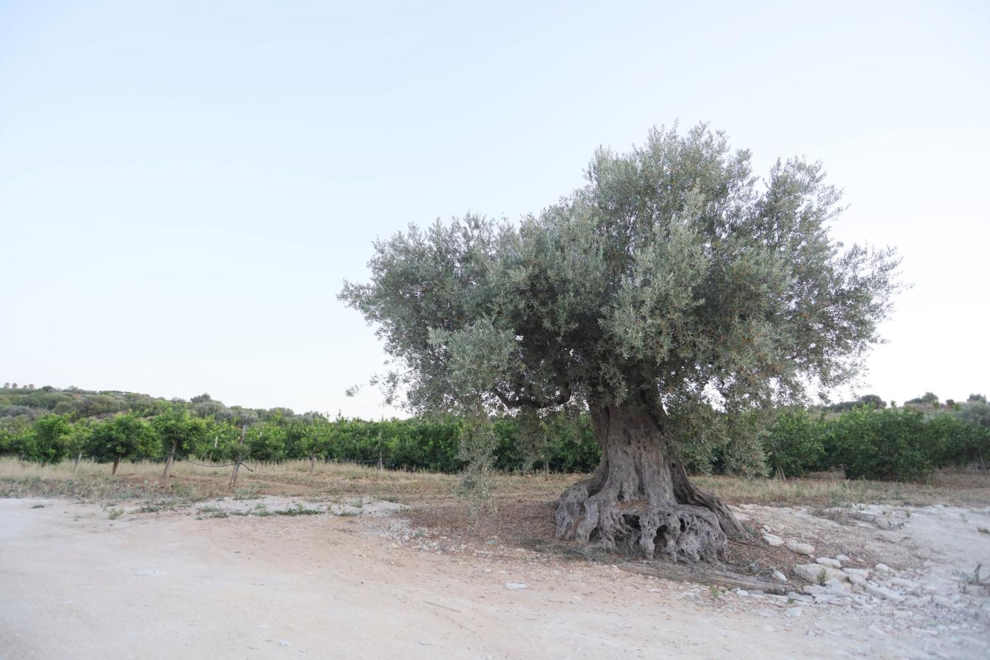 فندق Relais Dea Degli Ulivi أغريجنتو المظهر الخارجي الصورة