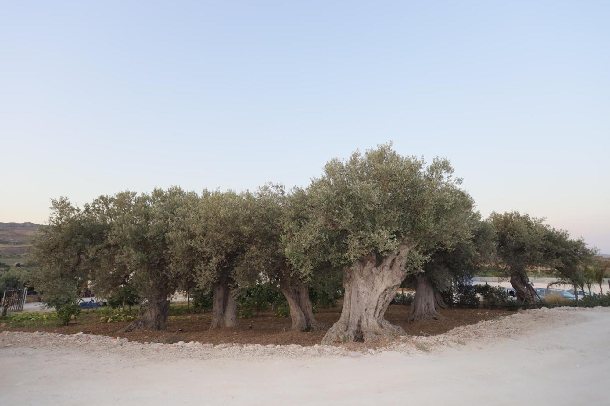 فندق Relais Dea Degli Ulivi أغريجنتو المظهر الخارجي الصورة